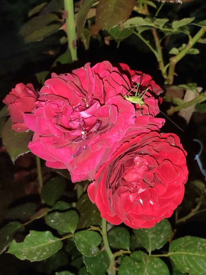 Růže v noci puzzle online z fotografie