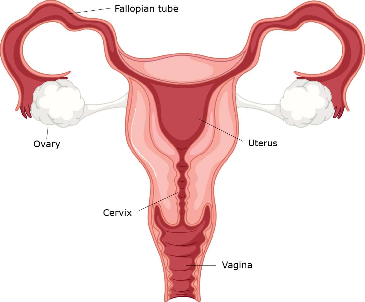 Female reproductive organs puzzle online from photo