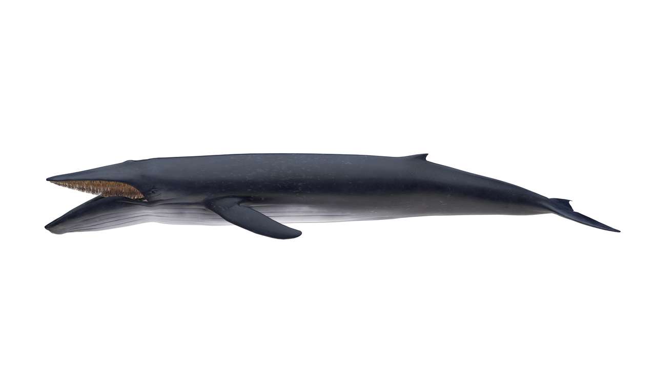 baleia Azul puzzle online a partir de fotografia