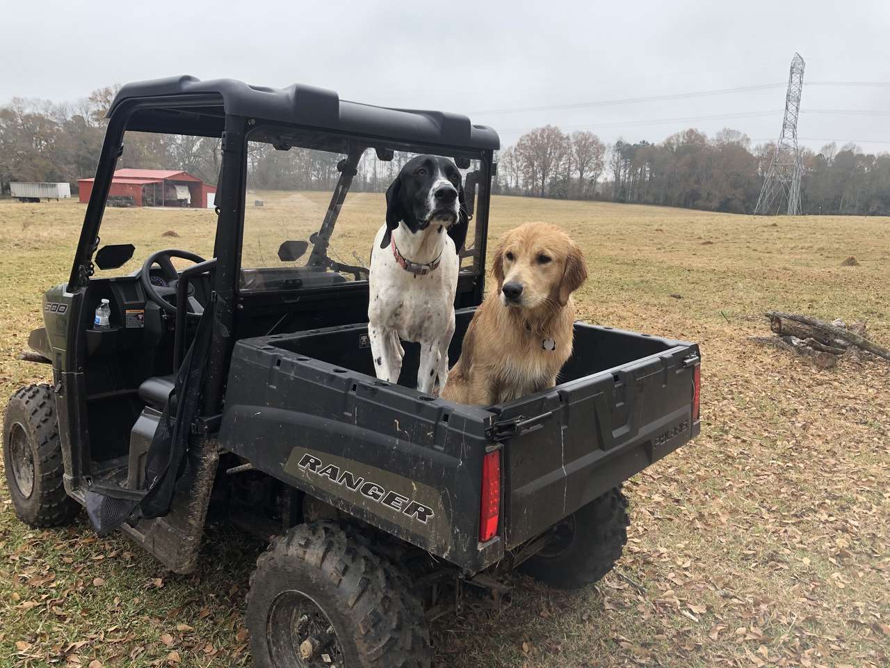 Cachorrinhos em um carrinho puzzle online a partir de fotografia