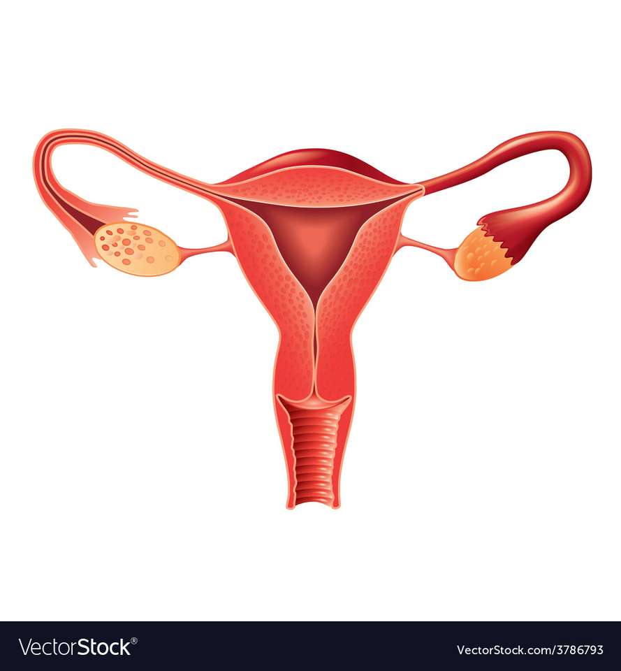 Female Reproductive System online puzzle