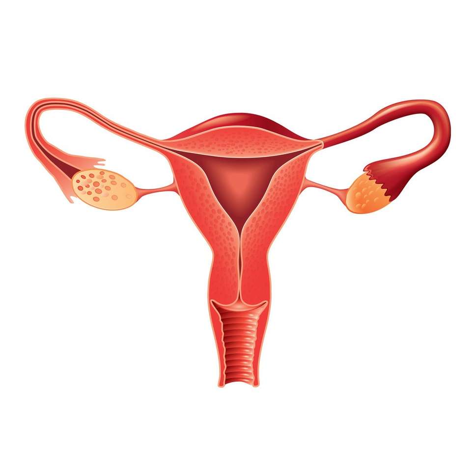 Женская репродуктивная система пазл онлайн из фото