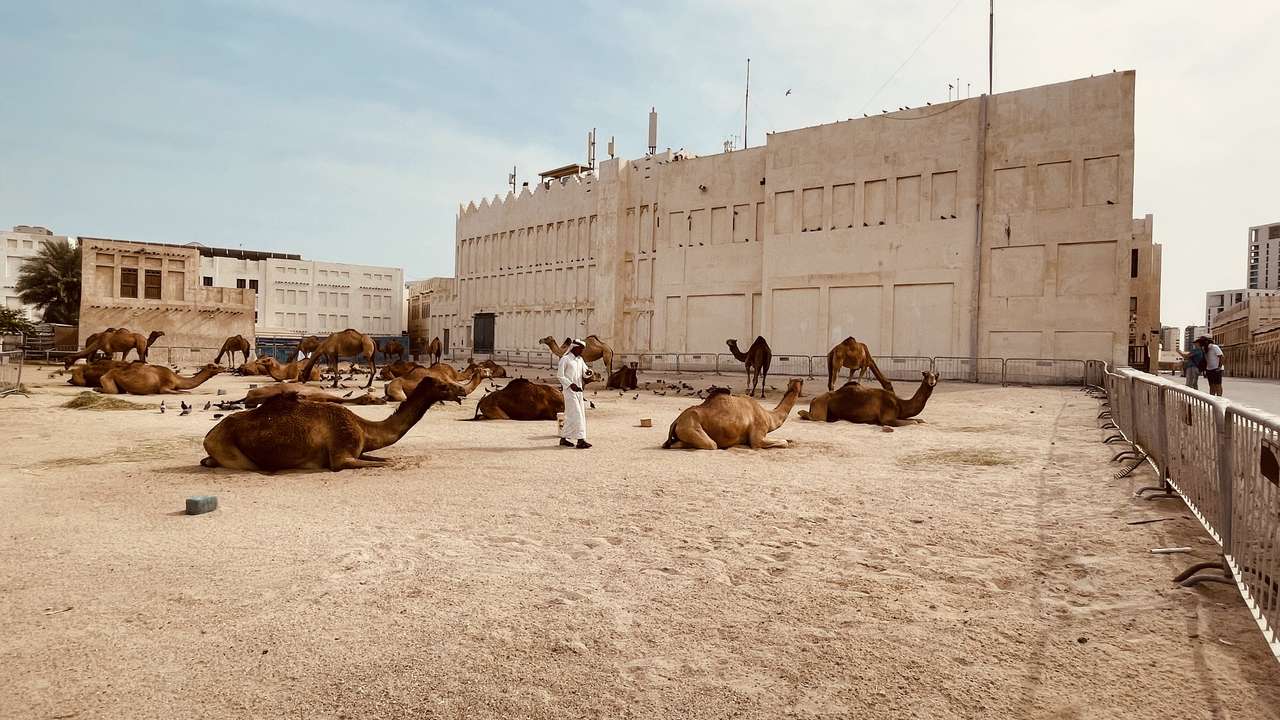 Camelos no souq waqif puzzle online a partir de fotografia