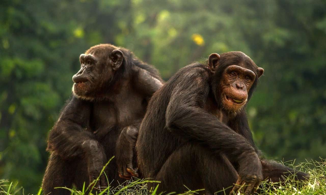 Οι μαϊμούδες123 παζλ online από φωτογραφία