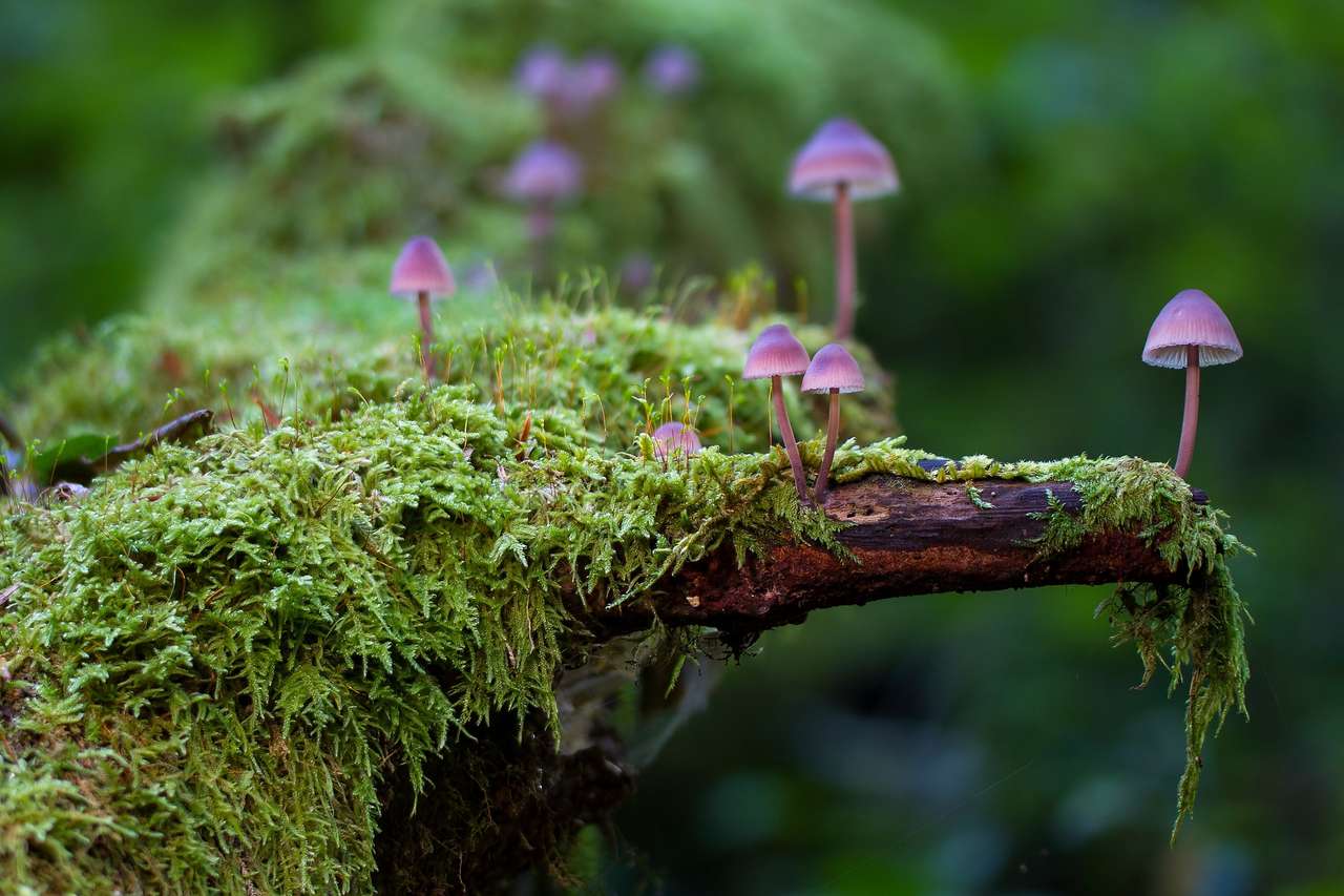 моховые грибы пазл онлайн из фото