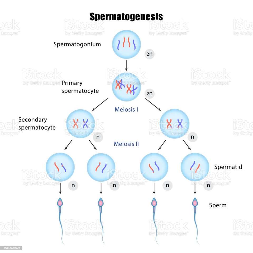 Spermatogenesi puzzle online