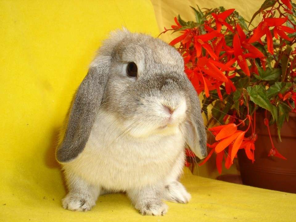 lindo conejo puzzle online a partir de foto