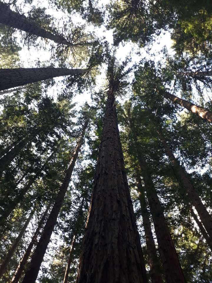 Redwoods online puzzel