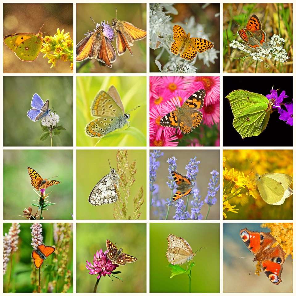 Schmetterlings-Collage Online-Puzzle