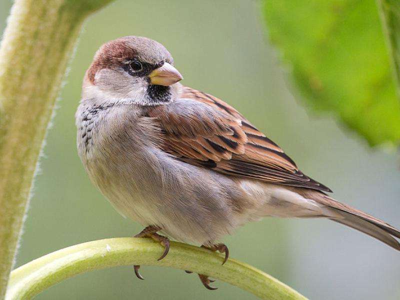 A sparrow puzzle online from photo