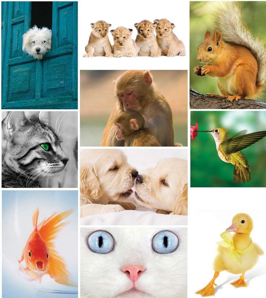 Pets cont puzzle online from photo