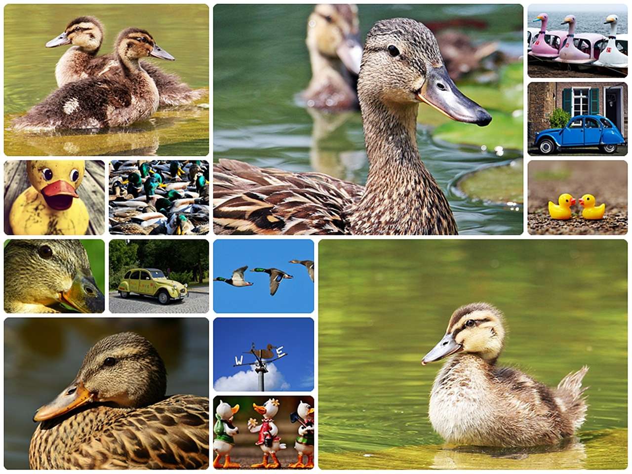 Ducks of all sorts online puzzle