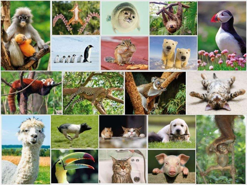 Animali cont puzzle online