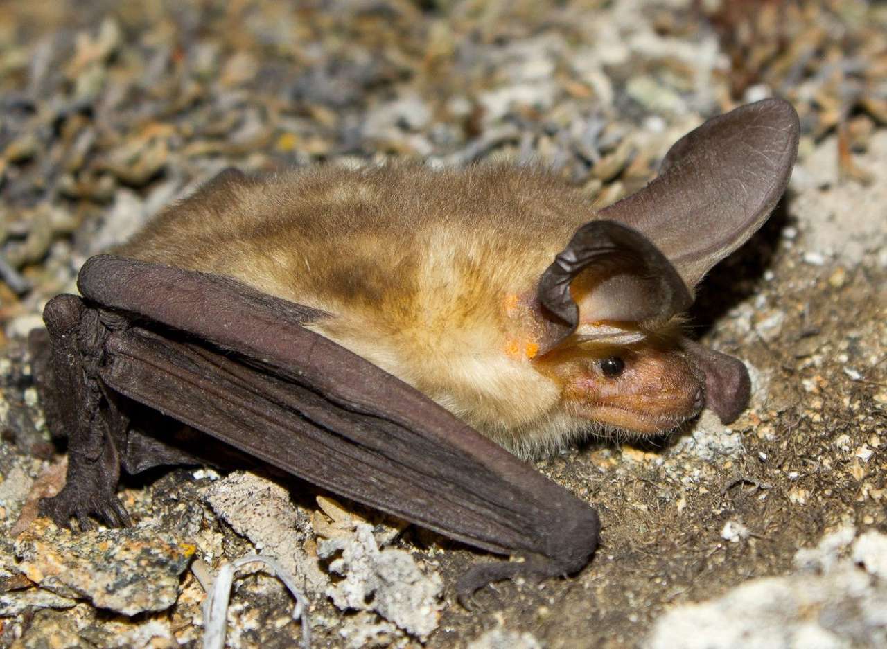 morcegos pálidos puzzle online a partir de fotografia