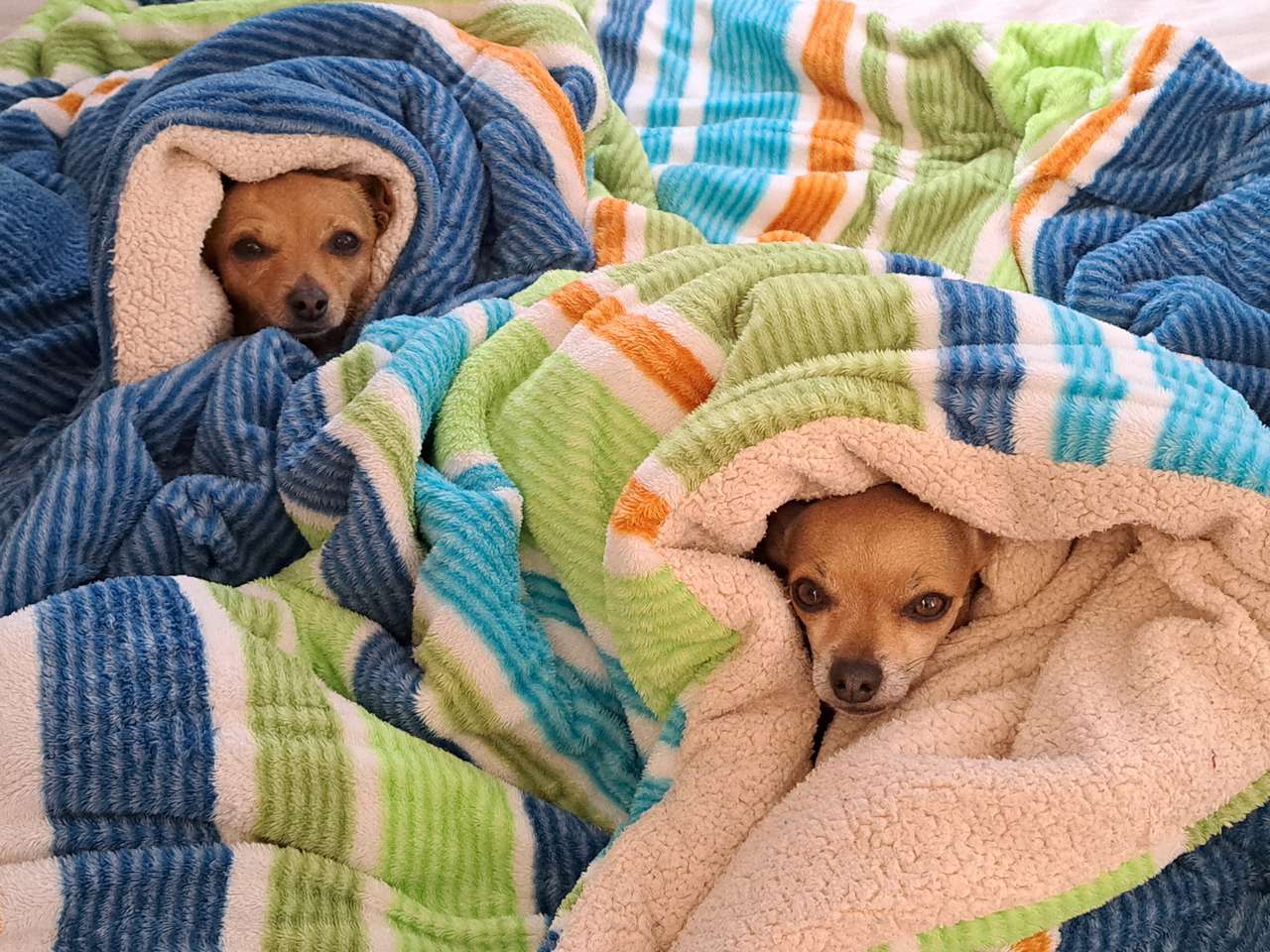 パールとルビー 写真からオンラインパズル