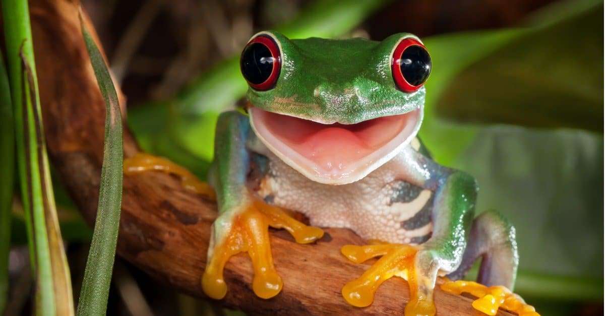 Дървесна жаба онлайн пъзел