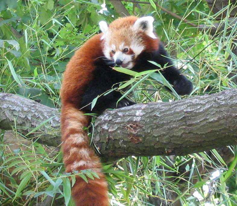 Červená panda online puzzle
