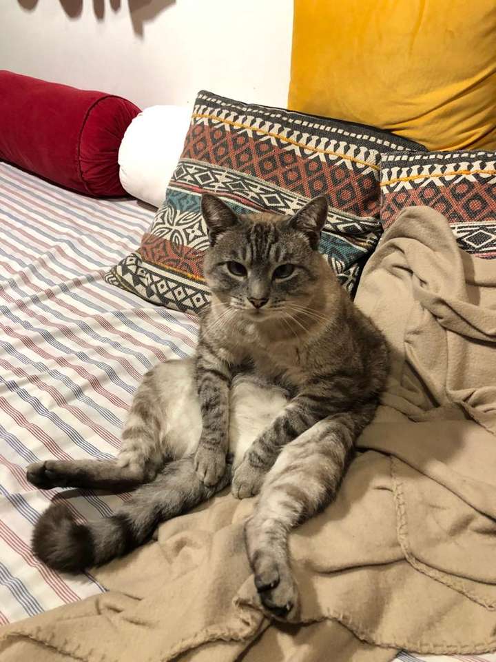 Gato sentado παζλ online από φωτογραφία