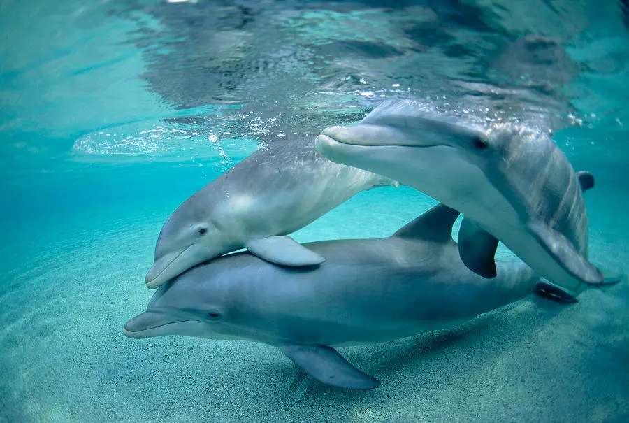Delfinii puzzle online din fotografie