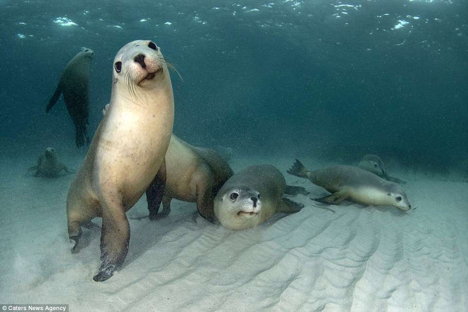 Focas sonrientes rompecabezas en línea