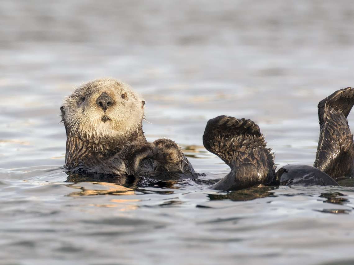 Otter spreekt otter! online puzzel