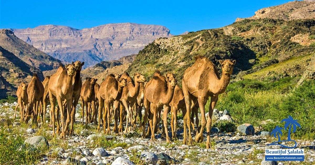 καμήλες στο salalah παζλ online από φωτογραφία