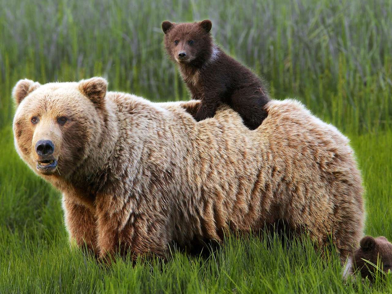 Två björnar pussel online från foto