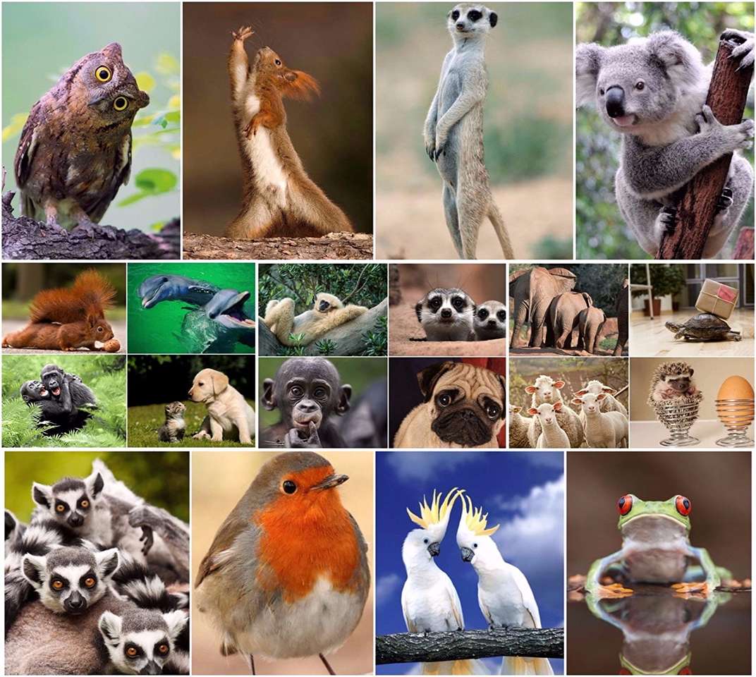 Și animalele de companie puzzle online din fotografie