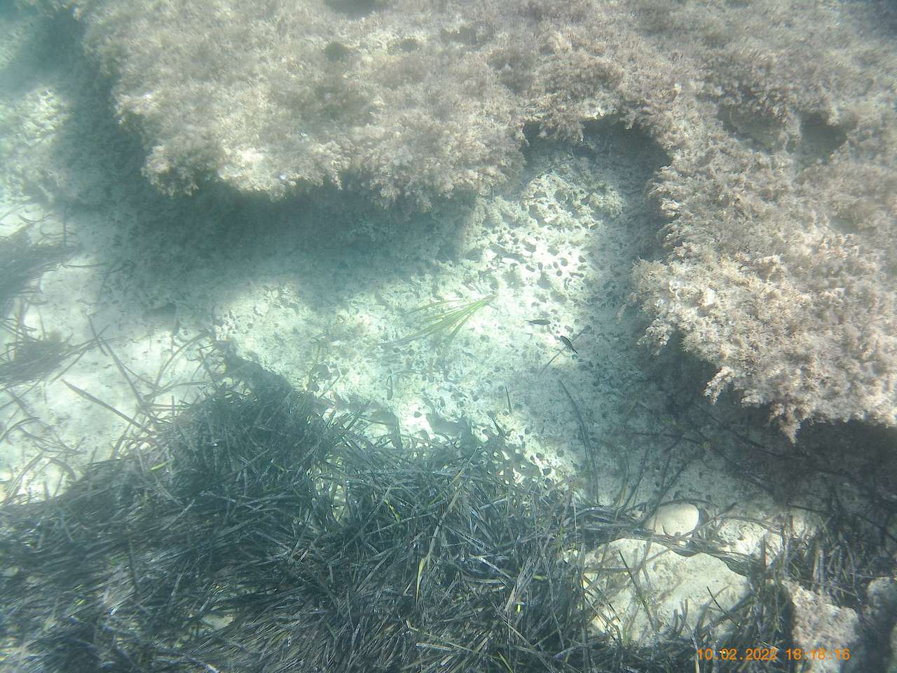 alghe puzzle online da foto