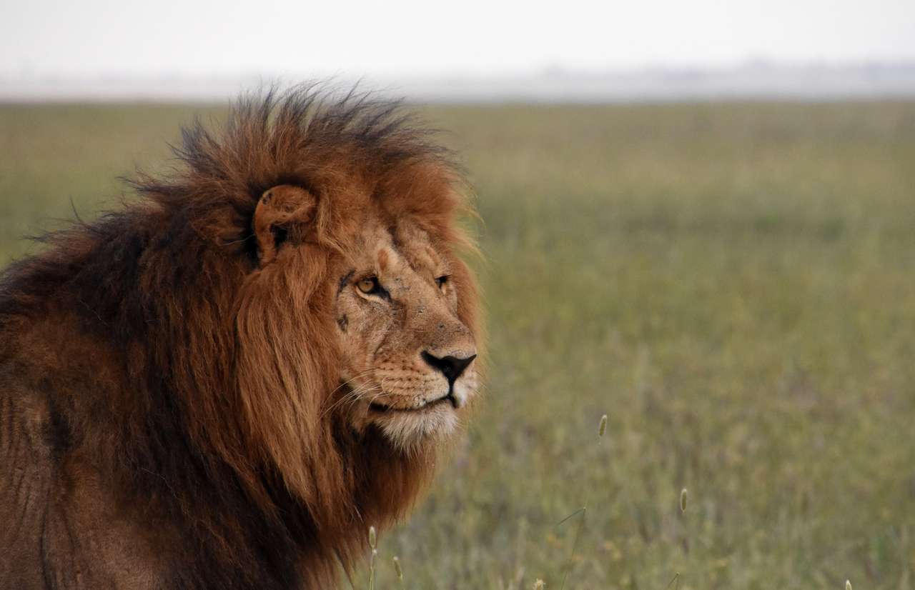 puzzel lion δωρεάν για χρήση online παζλ