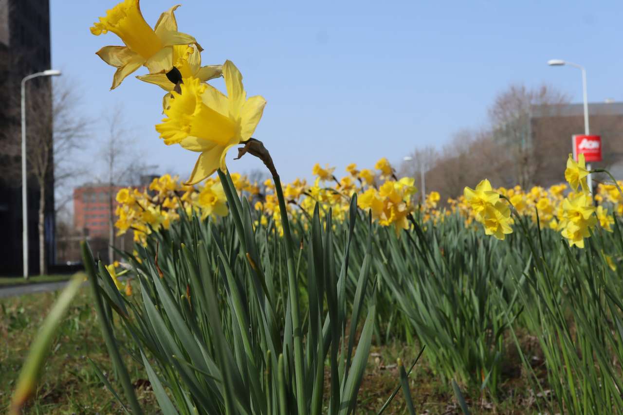 daffodils puzzle online from photo