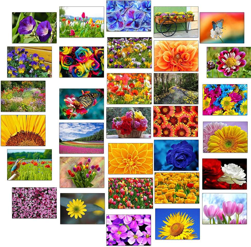 Flor puzzle online a partir de fotografia