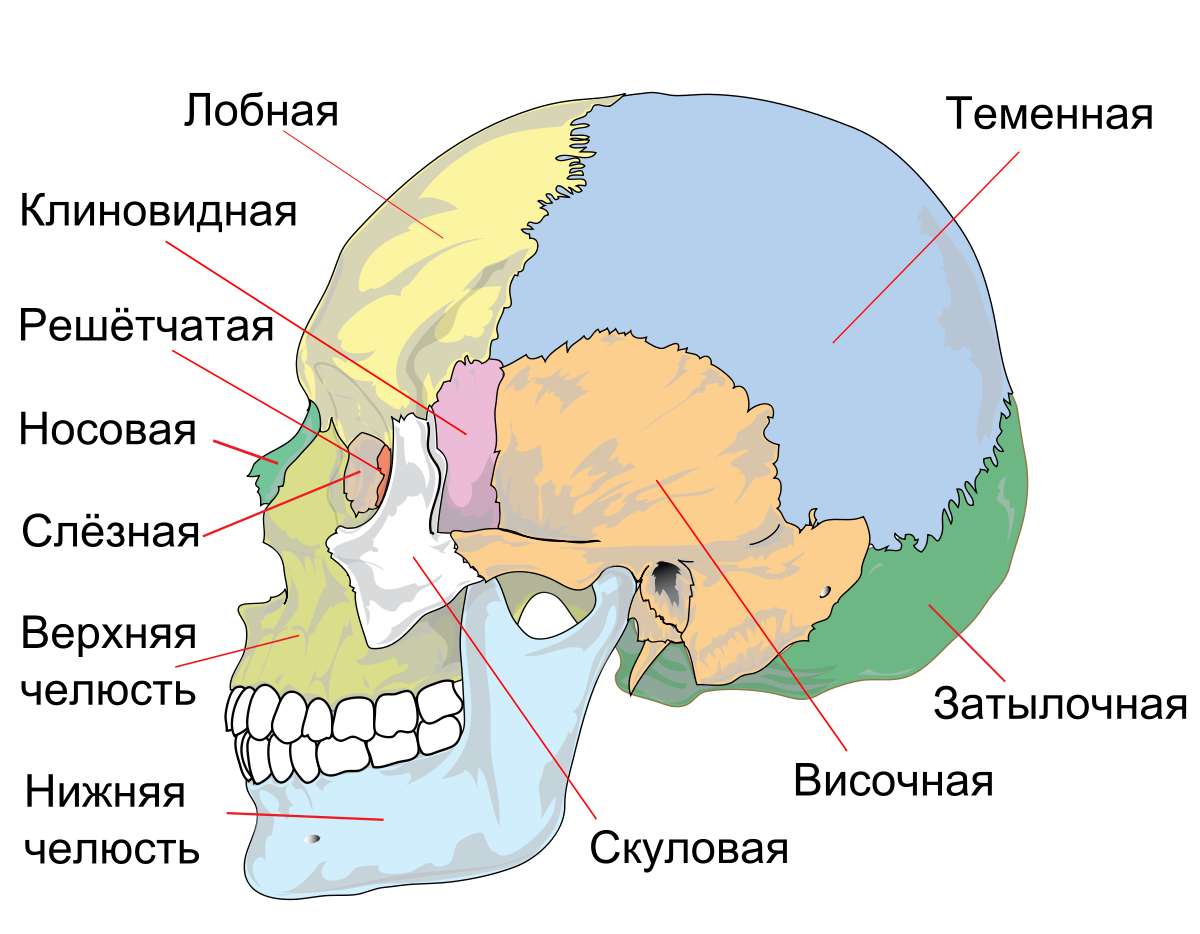 Crâne-anat puzzle en ligne