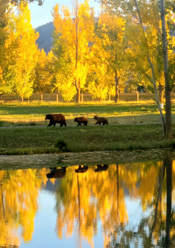 mamá y cachorros rompecabezas en línea