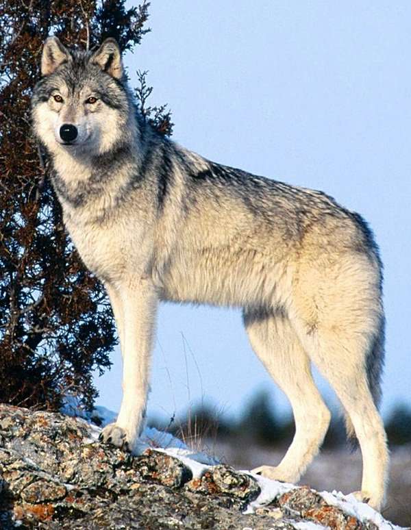 wolf+wolf puzzel online van foto