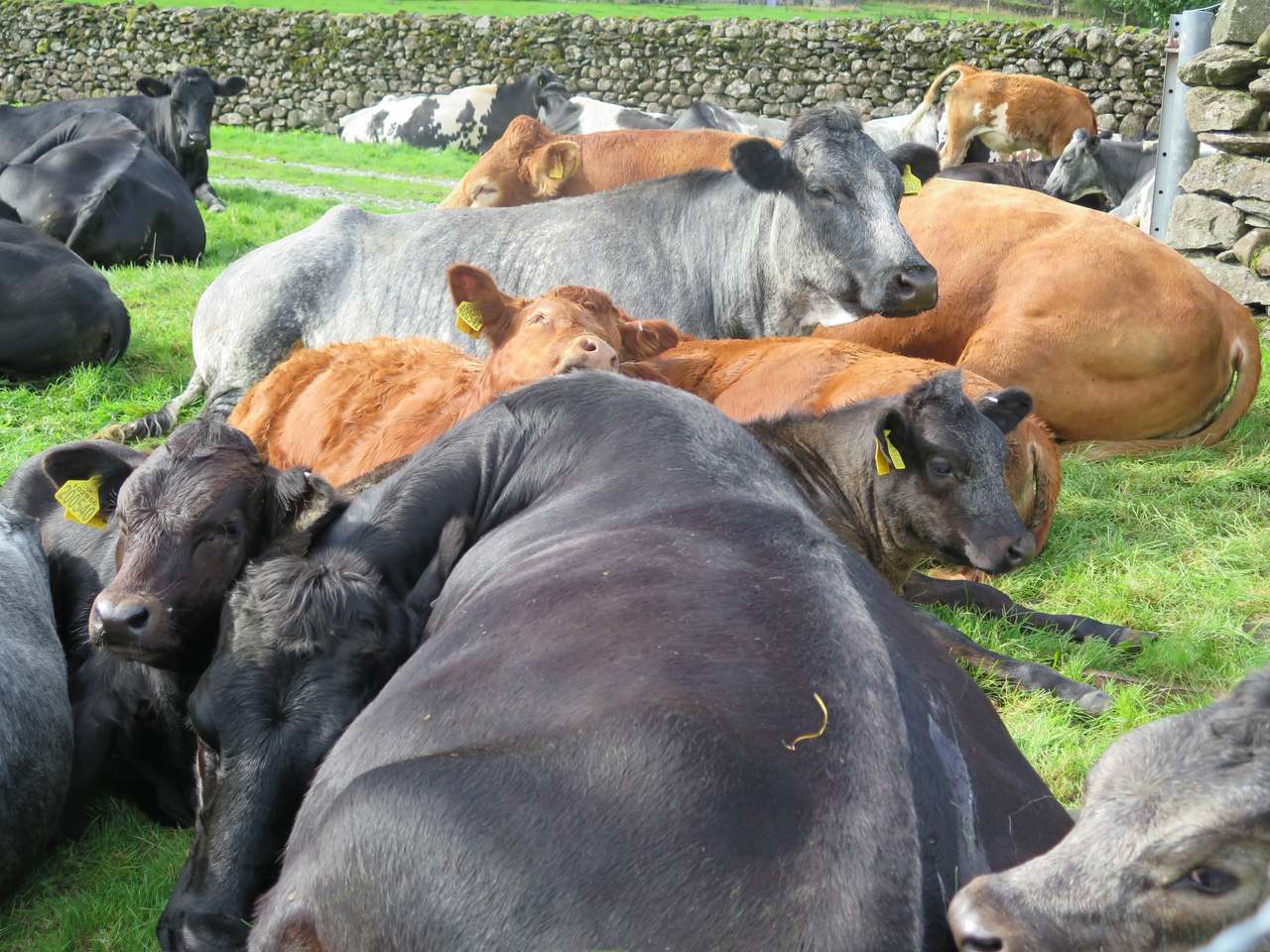 Крупный рогатый скот лежит на траве онлайн-пазл