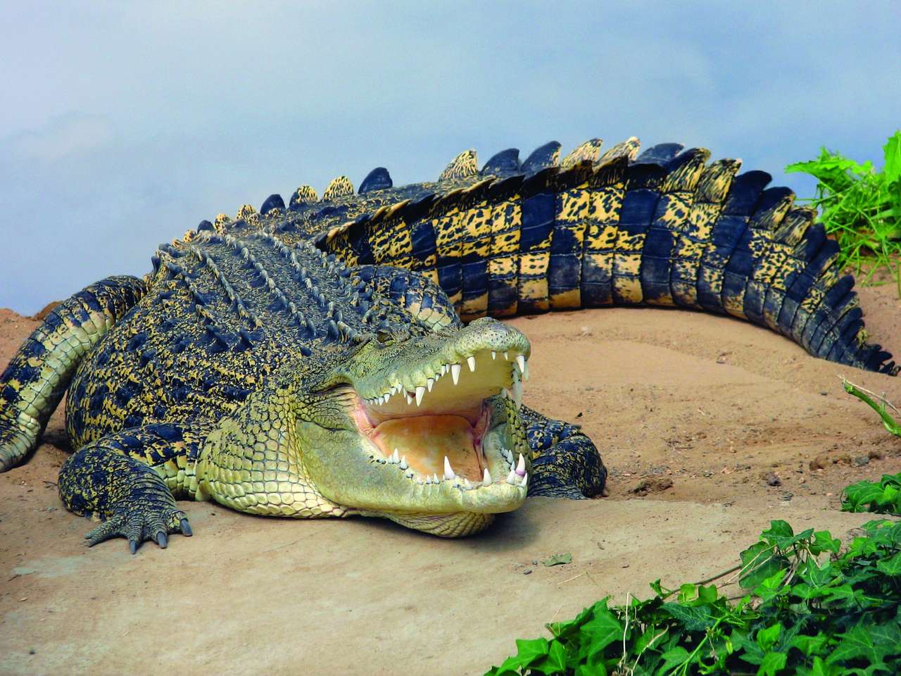 Krokodil Online-Puzzle vom Foto
