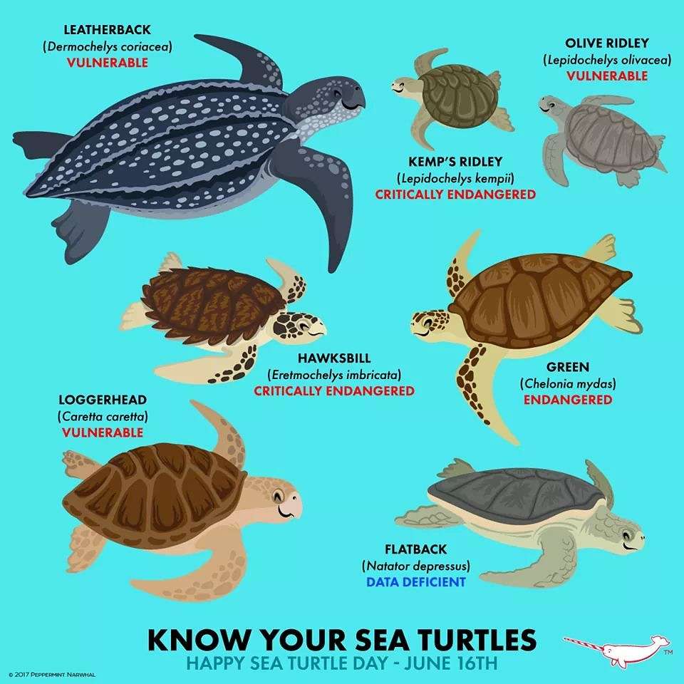 havssköldpadda pussel pussel online från foto