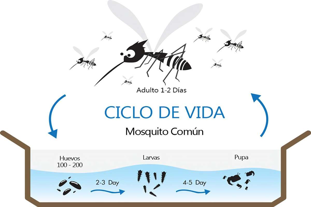 Mosquito puzzle online from photo
