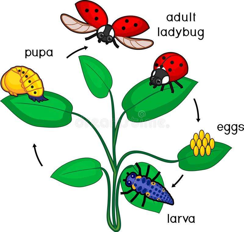 ladybug metamorphosis online puzzle
