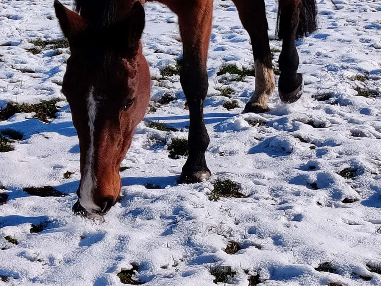 Лошади в снегу онлайн-пазл