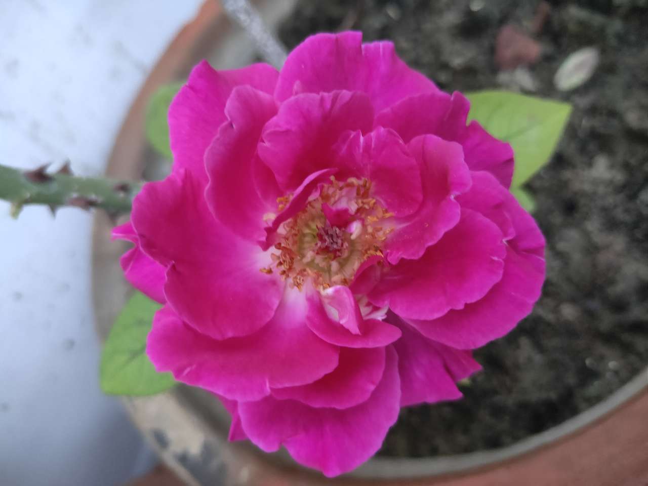 Πέταλα τριαντάφυλλου παζλ online από φωτογραφία