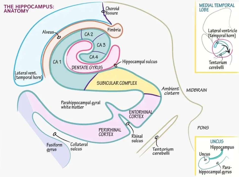 Hippocampus puzzle online fotóról