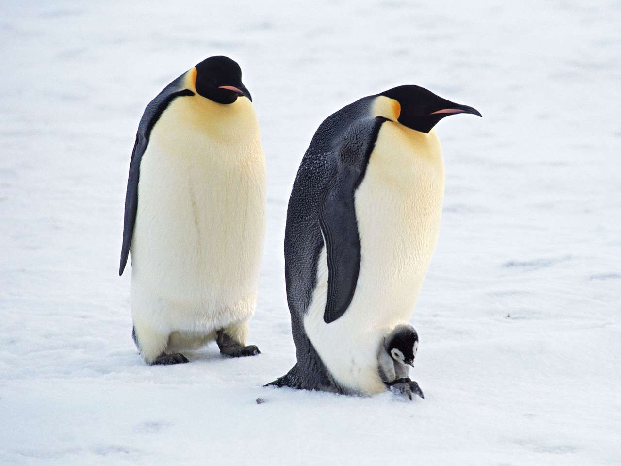 Penguins online puzzle