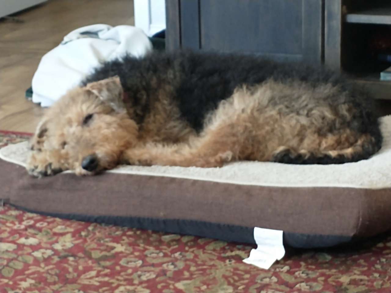 Airedale online puzzle