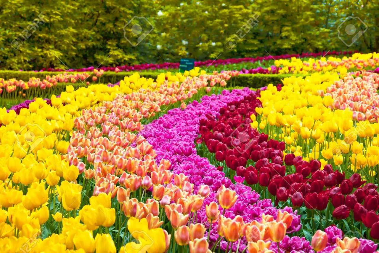 Tulips In Row online puzzle