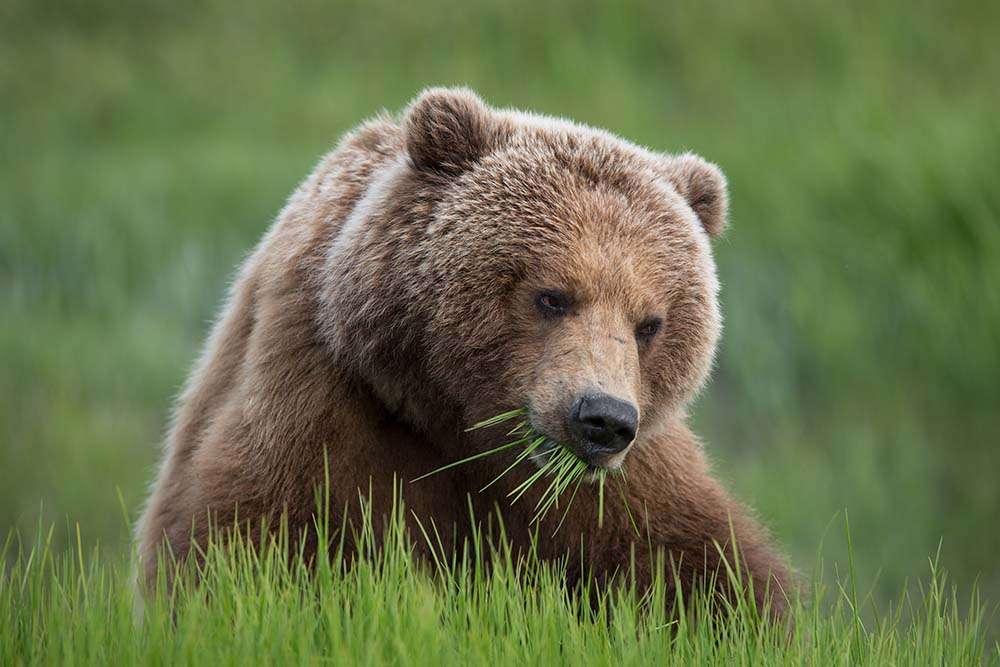 björn i gräset Pussel online