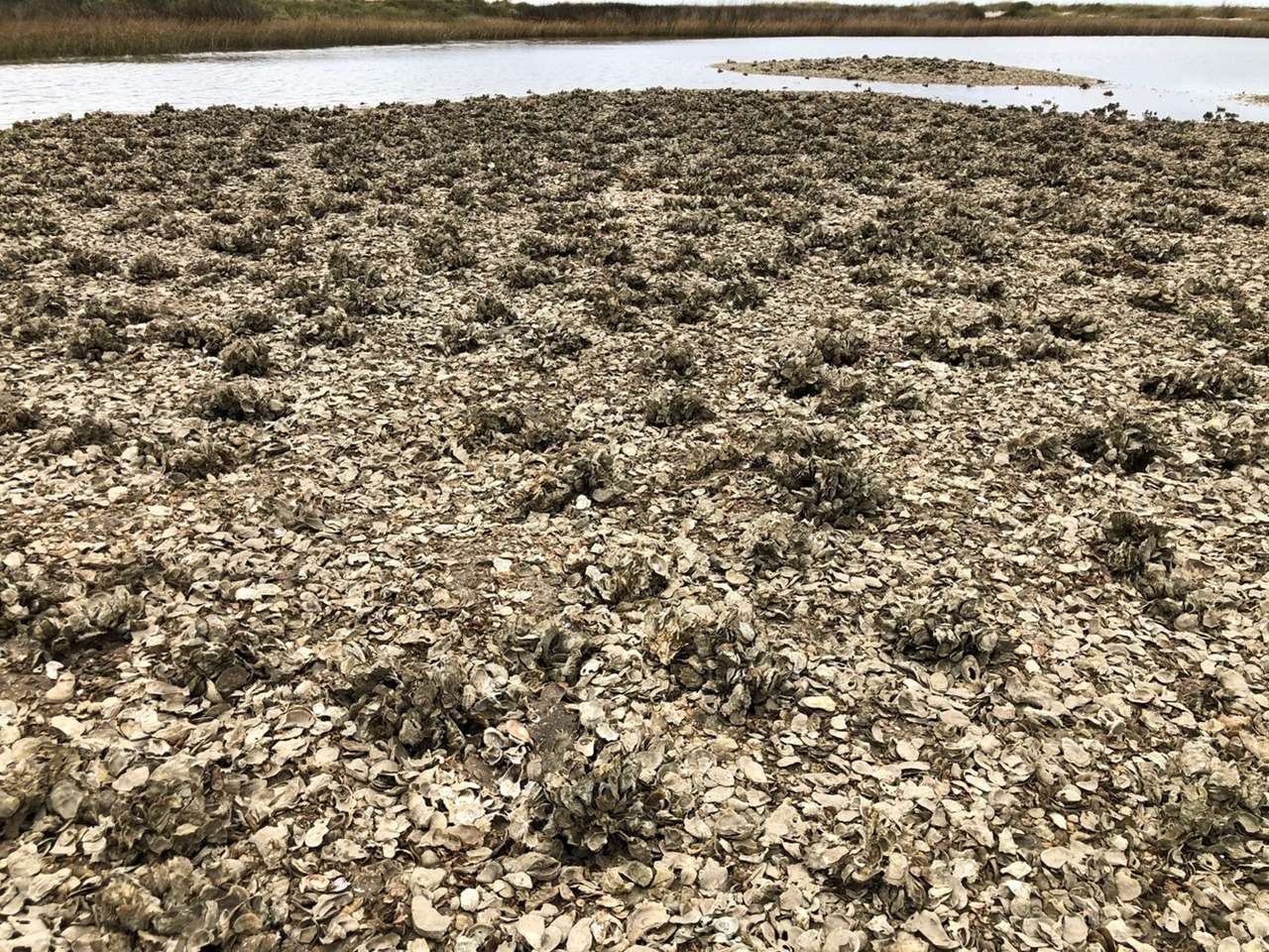 Arrecife de ostras rompecabezas en línea