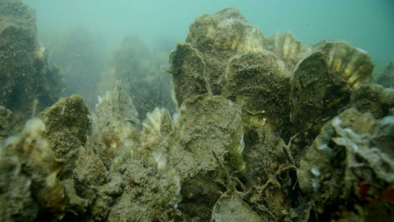 Récif d'huîtres puzzle en ligne à partir d'une photo