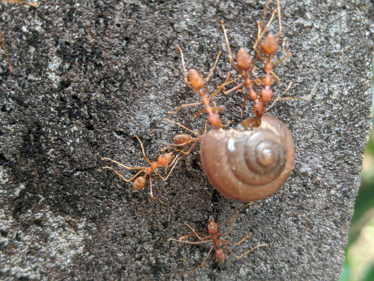 παιχνίδι παζλ μυρμηγκιών παζλ online από φωτογραφία